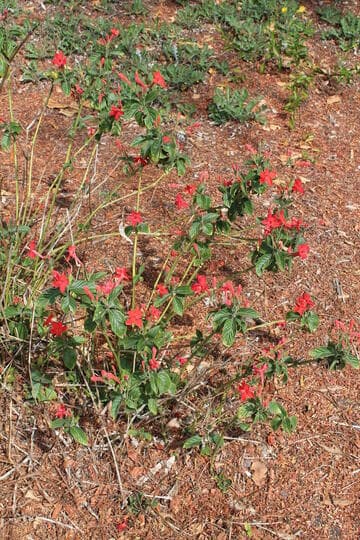 Ruellia coccinea