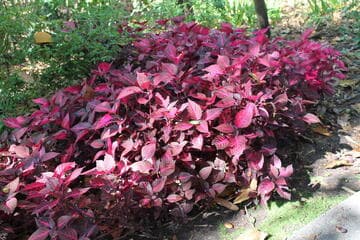 Alternanthera bettzickiana 'Brilliantissima'