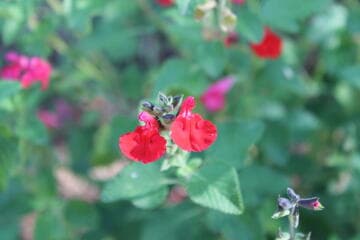 Salvia microphylla