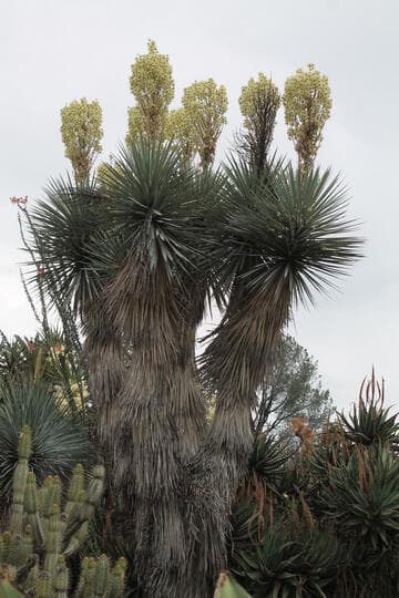 Yucca rigida