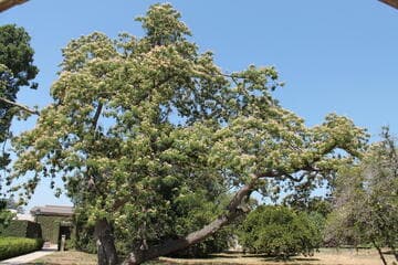 Albizia julibrissin