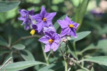 Solanum coccineum