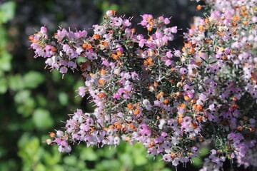 Erica 'Rosea'
