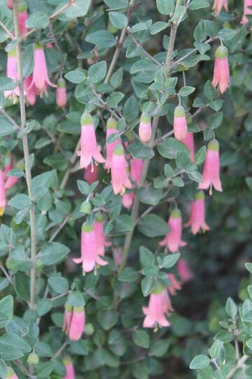 Correa pulchella 'Pink Eyre'