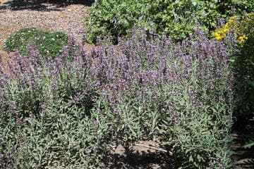 Salvia fruticosa