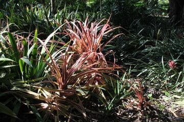 Ananas bracteata 'Variegata'