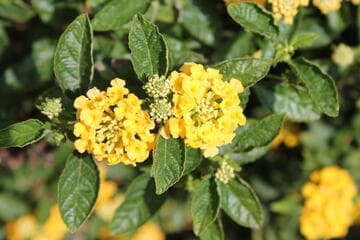 Lantana camara 'Dwarf Yellow'