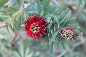 Callistemon 'Little John'