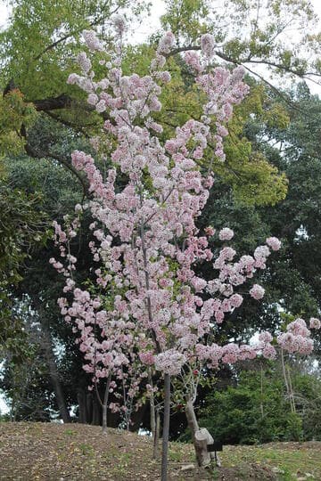 Malus floribunda