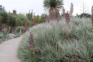 Puya venusta