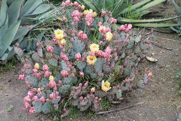 Opuntia violacea