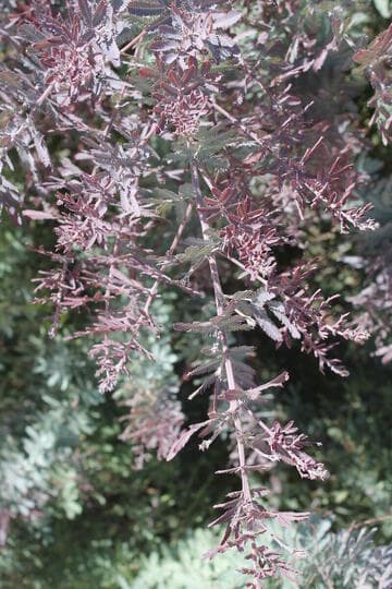 Acacia baileyana 'Purpurea'