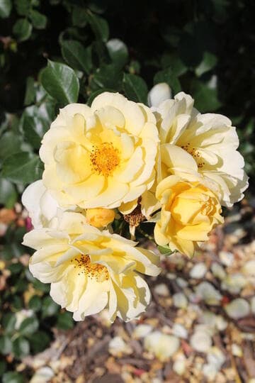 Rosa 'Sky's the Limit'