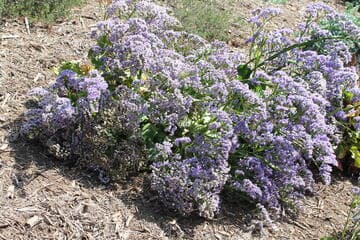 Limonium redivivum