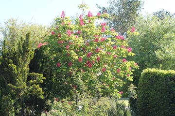 Aesculus x carnea 'O'Neill'