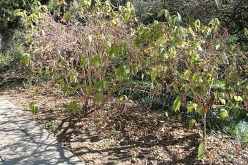 Callicarpa rubella