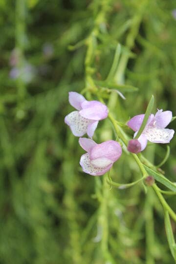 Eremophila 'Summertime Blue'