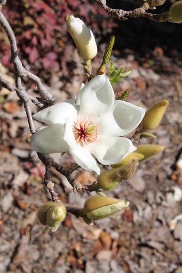 Magnolia denudata