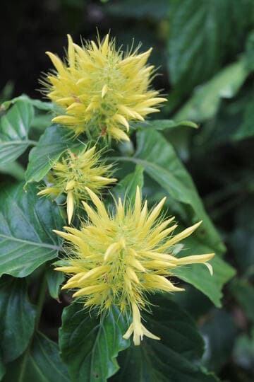 Schaueria calycotricha