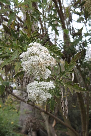 Montanoa bipinnatifida