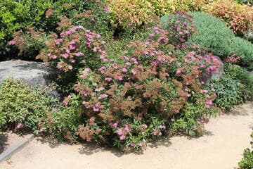 Spiraea x bumalda 'Anthony Waterer'