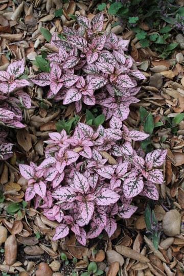 Hypoestes aristata
