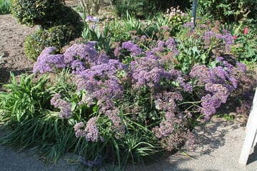 Limonium perezii