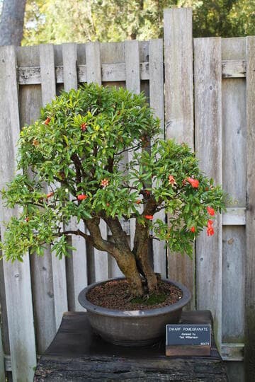 Punica granatum 'Nana'