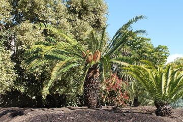 Encephalartos (open hybrid)