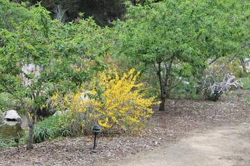 Forsythia x intermedia 'Beatrix Farrand'
