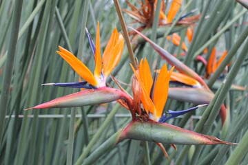 Strelitzia reginae var. juncea