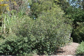 Gossypium barbadense