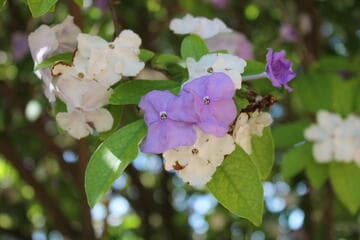 Brunfelsia australis