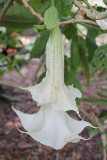 Brugmansia