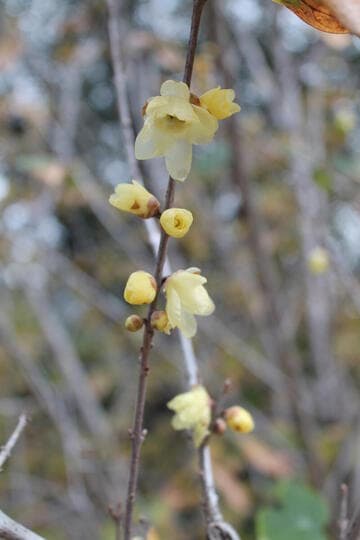 Chimonanthus praecox