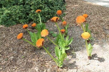 Scadoxus puniceus 'Magnificus'