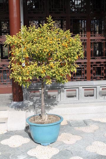 Fortunella margarita 'Nagami'