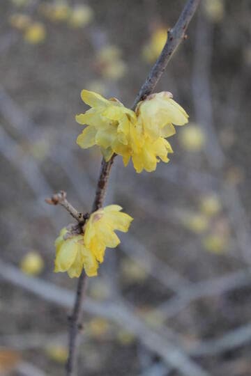 Chimonanthus praecox