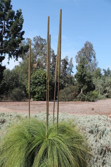 Xanthorrhoea resinosa