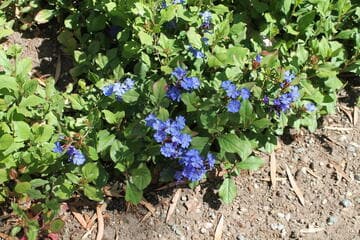 Ceratostigma plumbaginoides