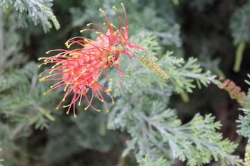 Grevillea thelemanniana 'Magic Lantern'