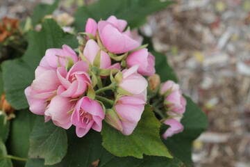 Dombeya 'Seminole'