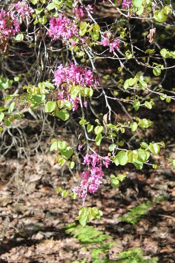 Cercis siliquastrum var. siliquastrum