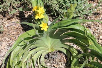 Hypoxis nitida