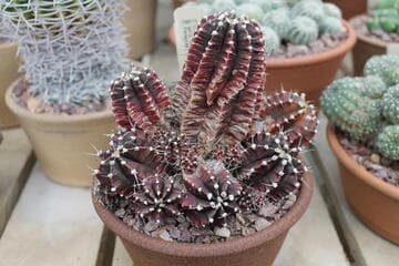 Gymnocalycium mihanovichii