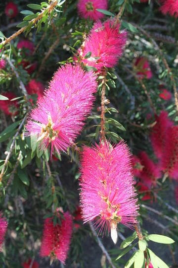 Callistemon 'Rosea'