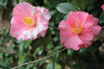 Camellia japonica 'Madame Marguerite Calusaut'