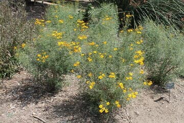 Tagetes lemmonii 'Sunshine'