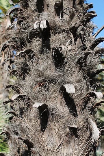 Trithrinax acanthocoma