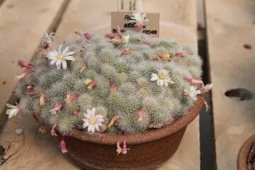 Rebutia albiflora